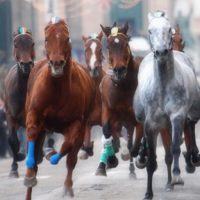 Operazione Helianthus: l’immutata passione per cavalli, corse e scommesse clandestine dei “Ti mangiu”