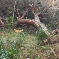 Tragedia a Reggio: muore colpito da un albero sradicato dal forte vento