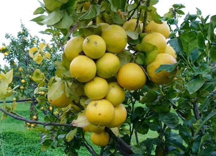 Il bergamotto protagonista dell’incontro dedicato all’agricoltura biolgica