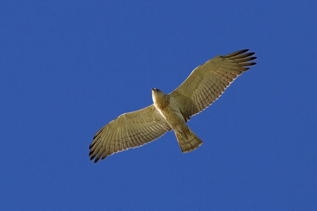 Un biancone, rapace del Parco Nazionale dell'Aspromonte
