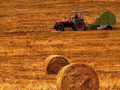 Coldiretti: danni da cinghiali, ritardi ed inefficienze che continuano a pagare gli agricoltori