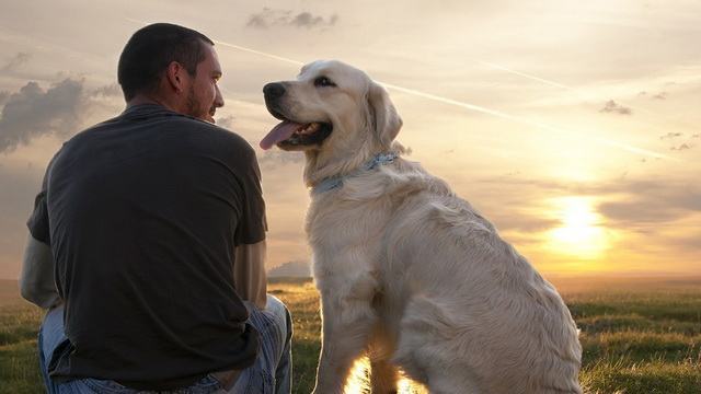 Anagrafe animali da compagnia, Reggio Bene Comune: “Nulla è cambiato”