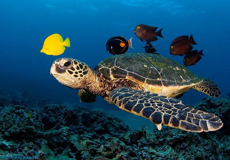 Legambiente: volontariato per la tutela delle tartarughe marine