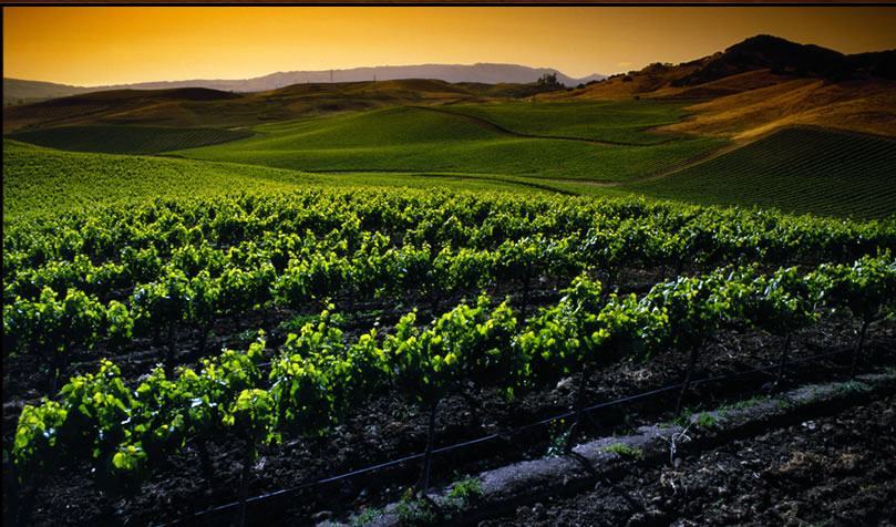 “Vigneto Calabria” l’outlook previsionale del comparto sulla vendemmia. Più quantità più qualità