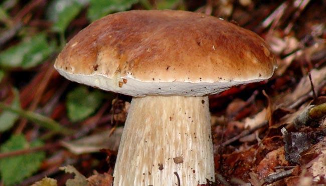 A Gambarie d’Aspromonte la 26ª edizione della sagra dei funghi