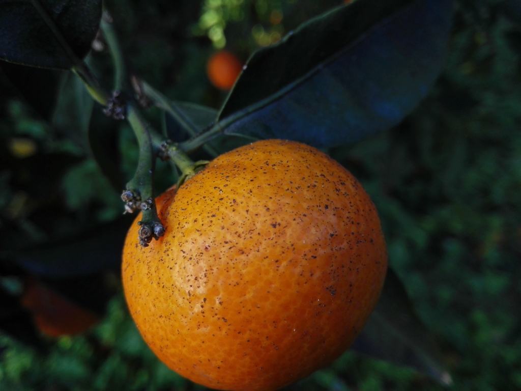 Agrumi di Calabria, il succo arriva sugli scaffali dei supermercati