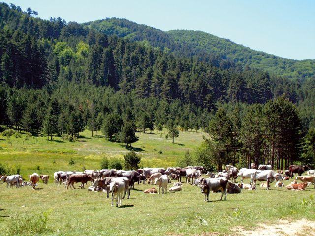 Coldiretti Calabria: la zootecnia calabrese a rischio estinzione