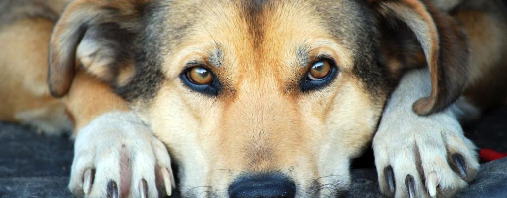 Cane abbandonato, emergenza randagismo