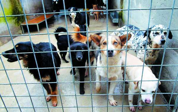 Consegnati un milione di pasti per gli animali dei rifugi Enpa. C’è anche la Calabria