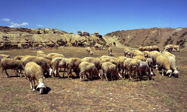 Al via fase operativa progetto “Via Lattea”: pastori protagonisti
