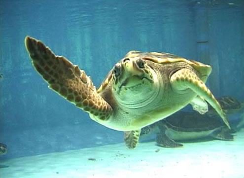 Rilasciata ‘Ohana’, la Caretta caretta recuperata vicino le coste di Briatico