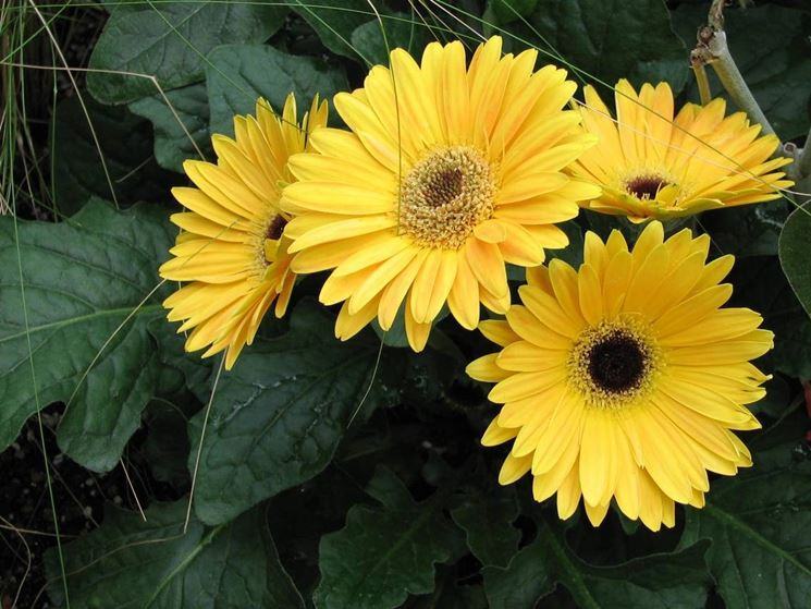 Gerbera Gialla, giornata antimafia a Reggio Calabria: il fiore simbolo della memoria