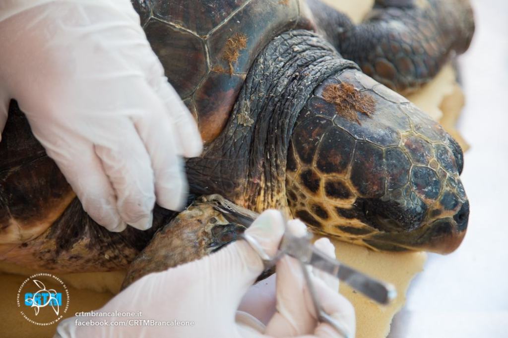 Intervento della Regione, il Centro recupero tartarughe di Brancaleone non chiude