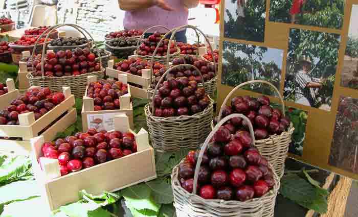 Al via la quarta edizione della Festa delle Ciliegie