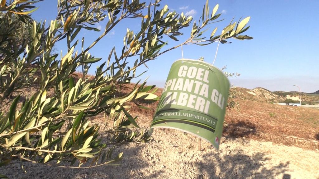 ‘Festa della ripartenza’, piantati 26 ulivi per dire No alla ‘ndrangheta