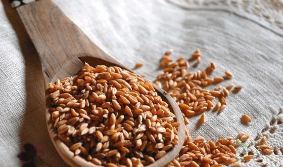 A Soveria Mannelli la I sagra del Farro