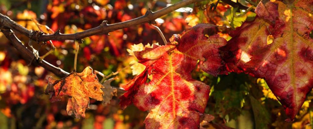 Giornalisti da tutta Italia a Bianco per la vendemmia del vino “Greco Doc”