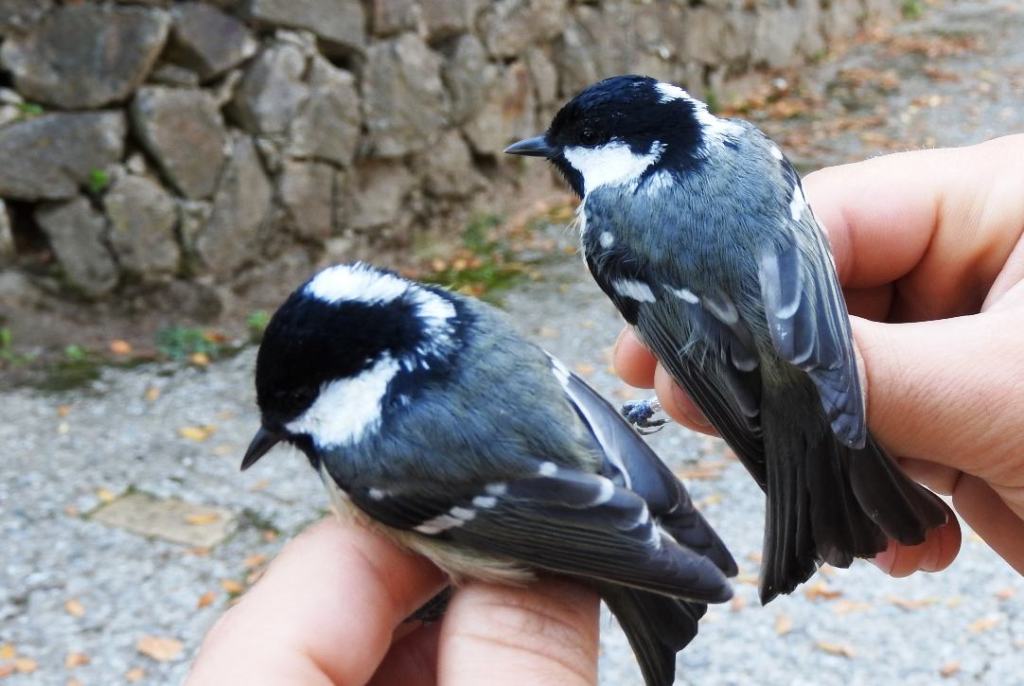 Al via prima stazione di “inanellamento” del Parco Nazionale dell’Aspromonte