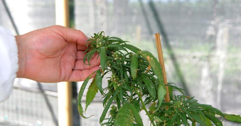 Al via la vendita di Marijuana in farmacia. E’ boom di richieste