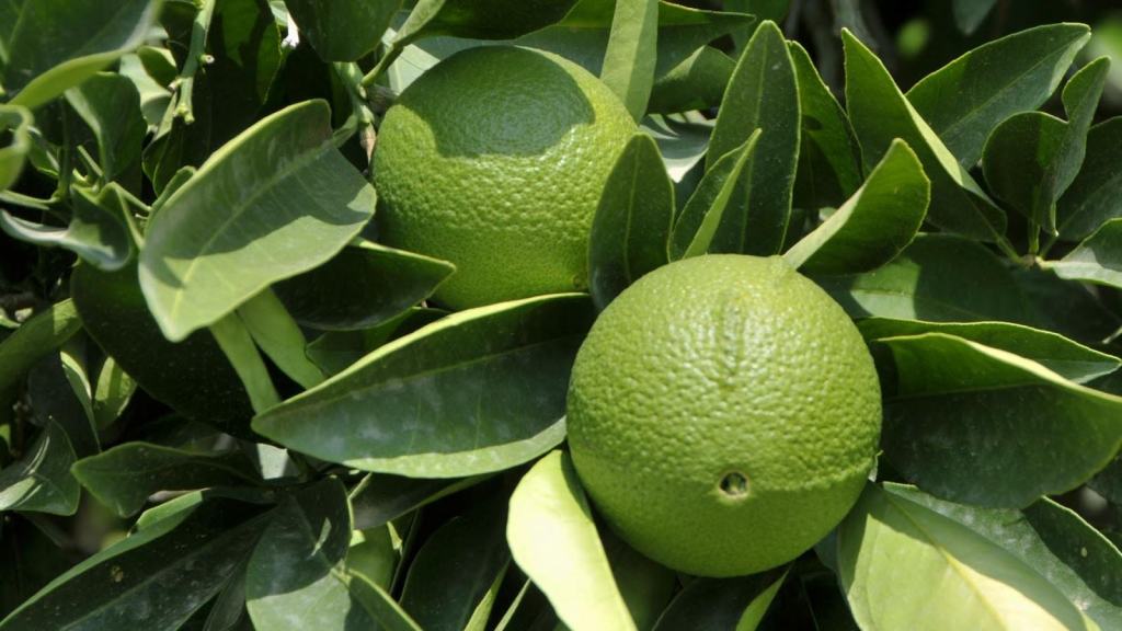 La pianta di bergamotto a Piazza De Nava dà i suoi primi frutti