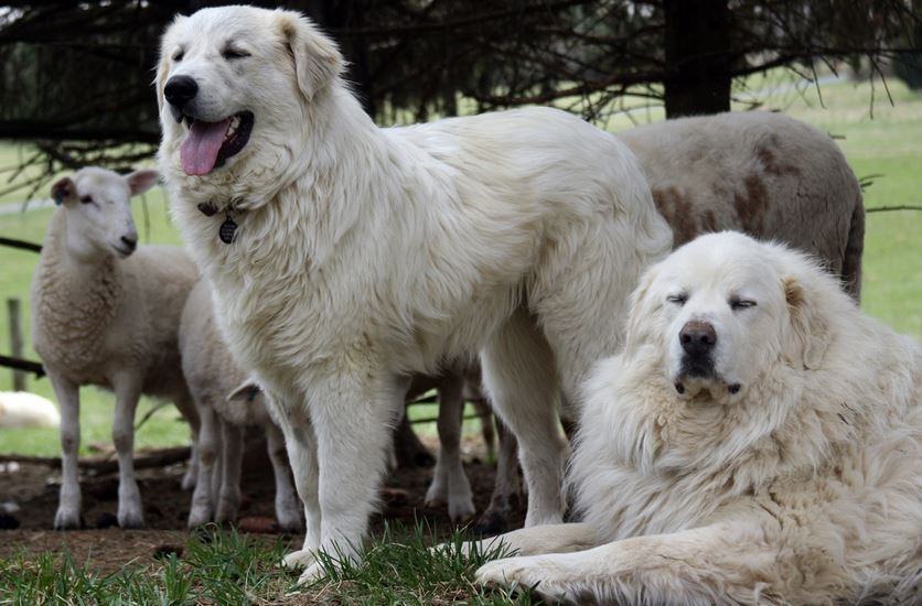 Il Parco consegnerà ai pastori i cani da guardiania