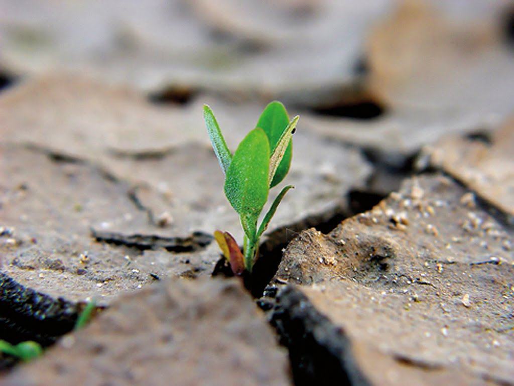 Il Cis promuove la tavola rotonda sul concetto di “Resilienza”