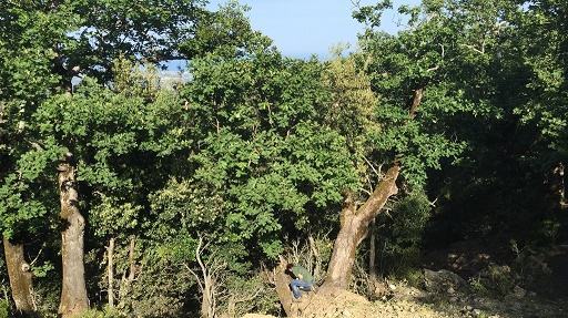 Al Parco dell’Aspromonte un progetto su una specie di coleottero
