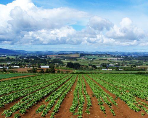 Coldiretti Calabria: agricoltura si conferma vero motore della ripresa