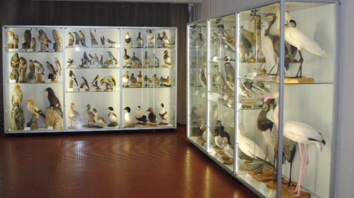 Inaugurato all’Unical il Museo di Zoologia. Migliaia di reperti ed esemplari