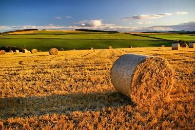 Continua l’evoluzione digitale delle aziende agricole in Calabria
