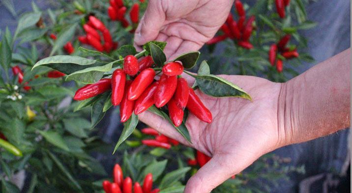 Per i ricercatori Crea è calabrese il peperoncino più piccante