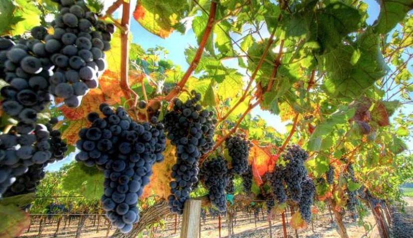 Tutto pronto per la “Festa del Vino” a Sambatello