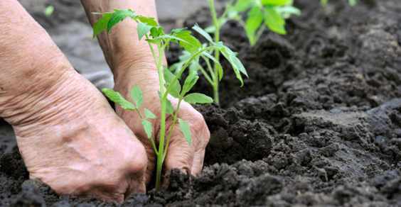 LifeGate, Slow Food Italia e Comart creano il progetto “Città d’orti”
