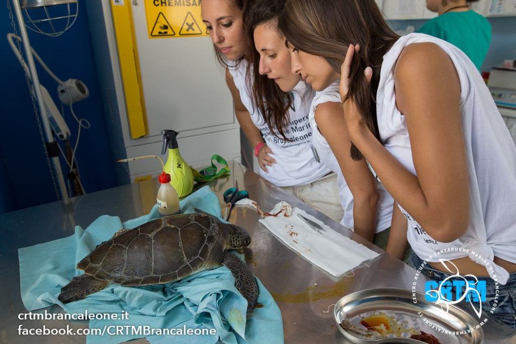 Campi di formazione e volontariato per le tartarughe marine in Calabria