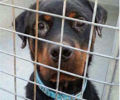 Il Comitato Cittadino a Tutela dei Cani di Mortara scrive al Sindaco