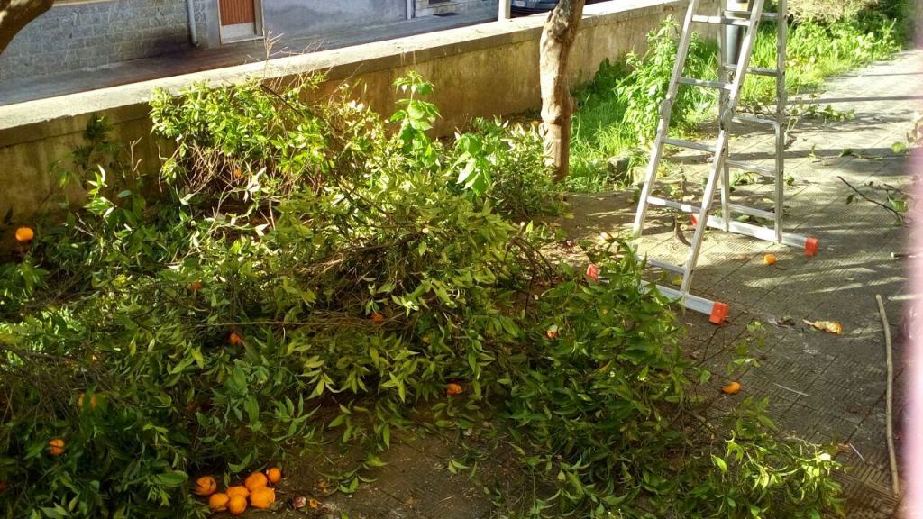 Il Progetto Sprar di Cinquefrondi gestirà le aiuole della Mediateca comunale – FOTO