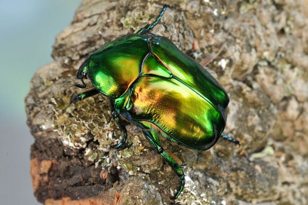 Biodiversità: scoperti altri insetti rari nel Parco Nazionale d’Aspromonte