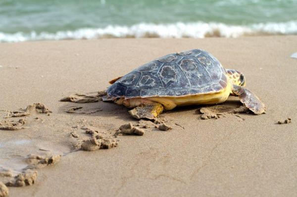 Eccezionale recupero di una Caretta caretta nello Stretto di Messina