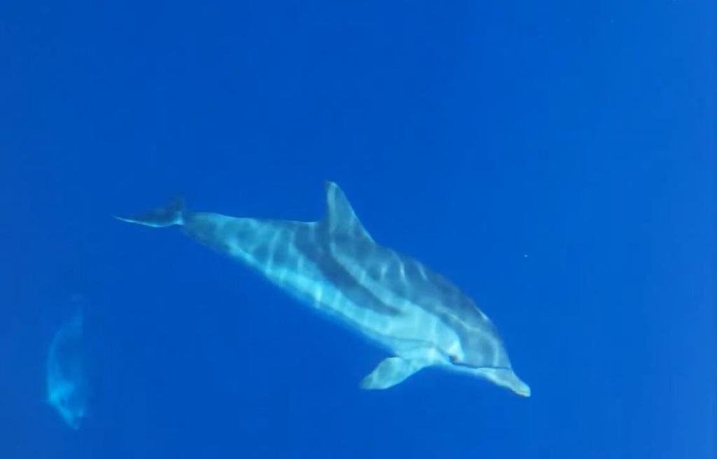 Gruppo di delfini in Calabria: spettacolo nel mare di Bovalino – VIDEO