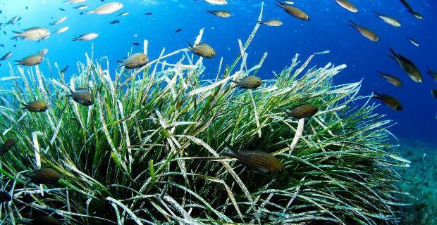 La Calabria protegge la posidonia oceanica