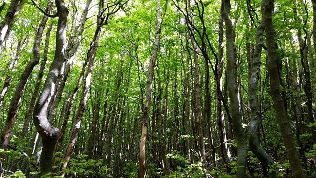 San Roberto, Comune e Aspromonte Trails inaugurano il nuovo ‘Sentiero del mulino’