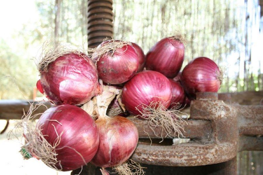 Dalla Cipolla rossa di Tropea una crema per guarire le ulcere