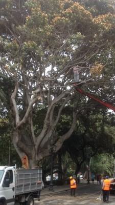 ficus 1