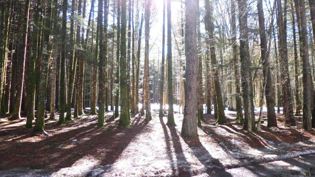 Nasce un parco avventura solidale a Gambarie d’Aspromonte