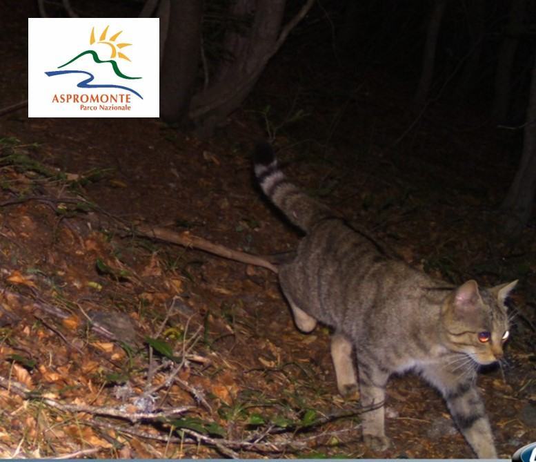 Parco Nazionale Aspromonte: l’elusivo gatto selvatico “catturato” dalle fototrappole