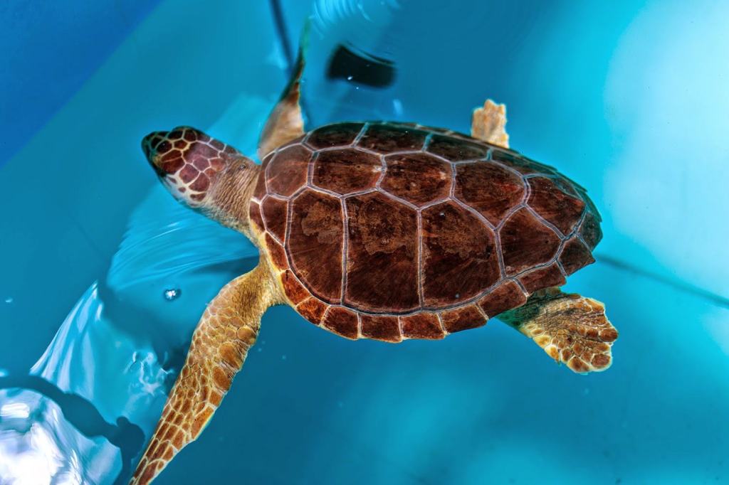 Centro Recupero Tartarughe Marine Brancaleone
