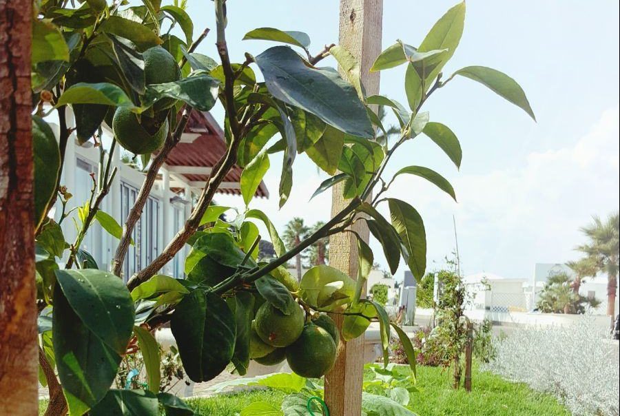 Un inno al bergamotto di Reggio Calabria: frutto della salute