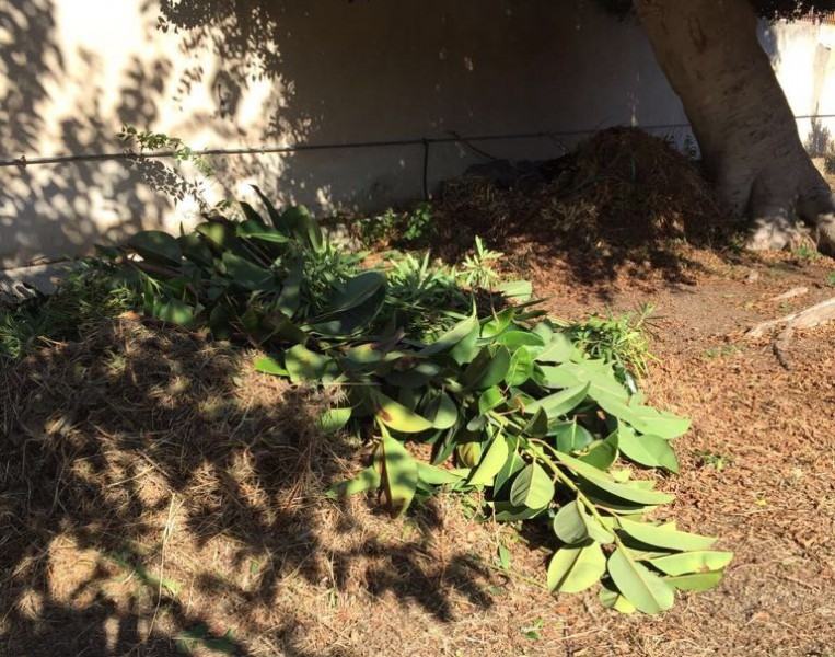 pulizia cortili scolastici 2