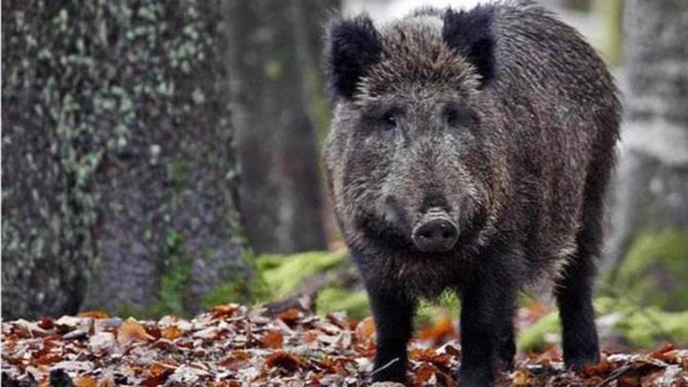 Peste suina: individuato cinghiale infetto nel reggino