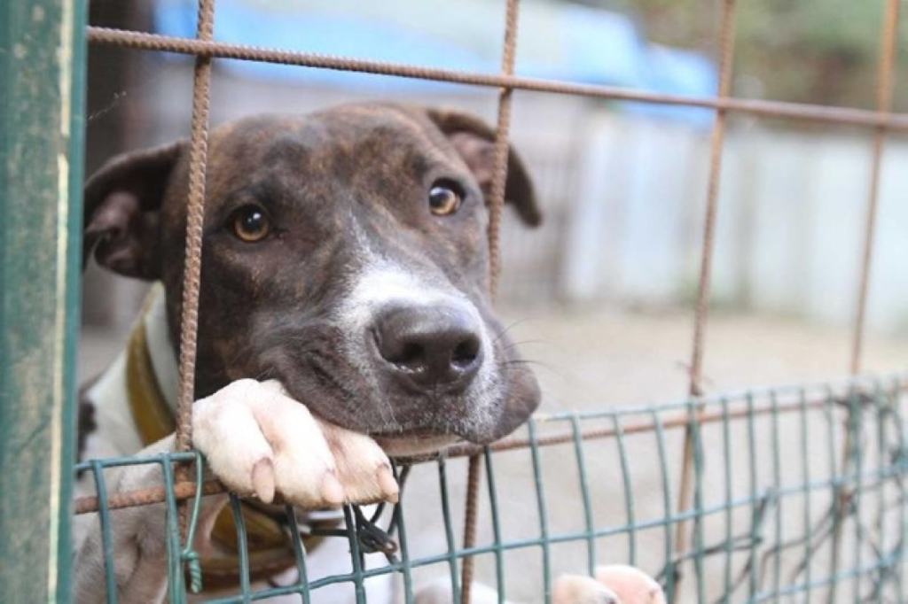 Consigliere Quartuccio su regolamento per gli animali: “Strumento utile e innovativo”